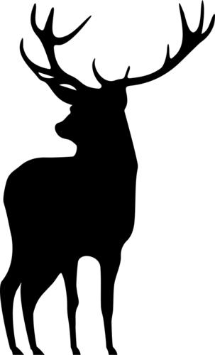 Deer 5