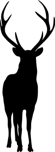 Deer 6