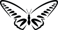 Butterfly 103
