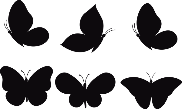 Butterfly 116