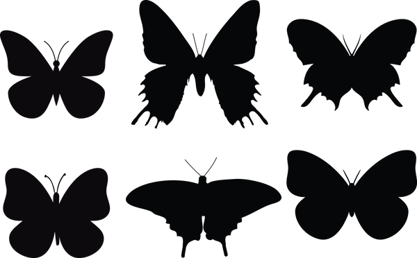 Butterfly 117