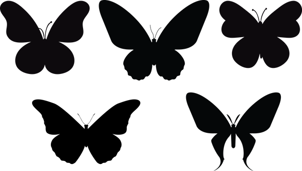 Butterfly 119