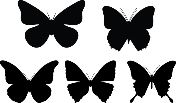 Butterfly 120