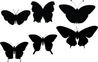 Butterfly 121