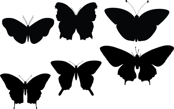 Butterfly 121