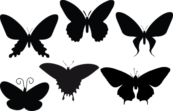 Butterfly 122