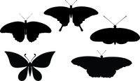 Butterfly 127