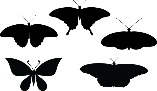Butterfly 127