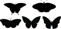 Butterfly 128