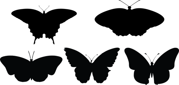 Butterfly 128