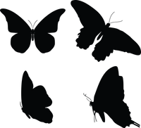 Butterfly 131