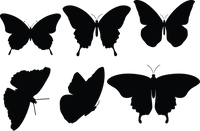 Butterfly 132