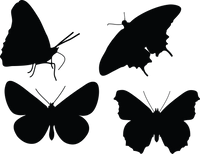 Butterfly 136