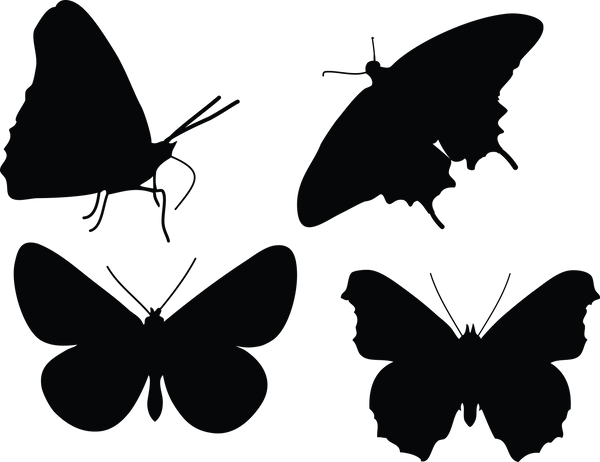 Butterfly 136