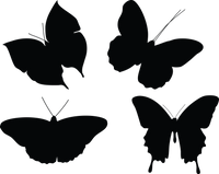 Butterfly 137