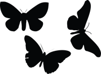 Butterfly 141