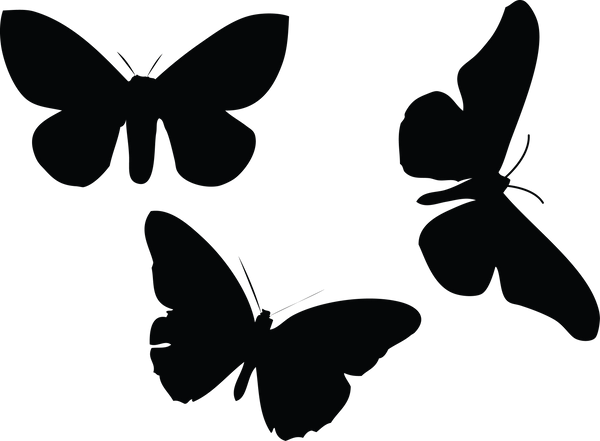 Butterfly 141