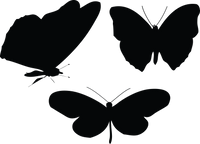 Butterfly 142