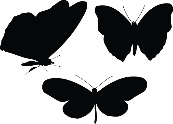 Butterfly 142