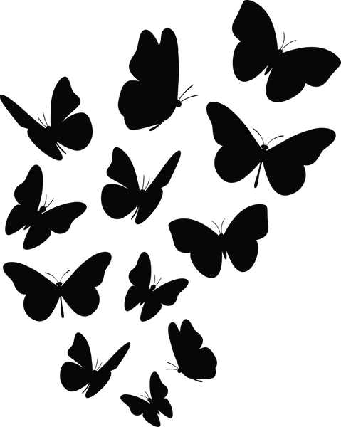 Butterfly 1