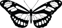 Butterfly 21