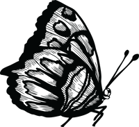 Butterfly 34
