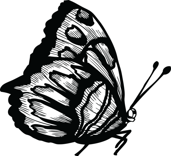Butterfly 34