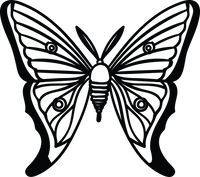 Butterfly 40