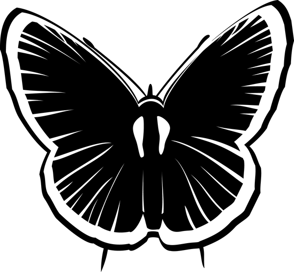 Butterfly 41