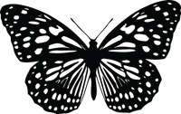 Butterfly 43