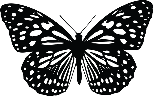 Butterfly 43
