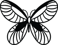 Butterfly 45