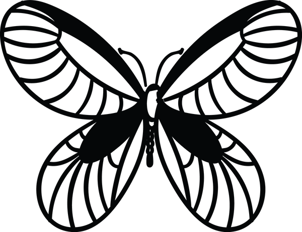 Butterfly 45