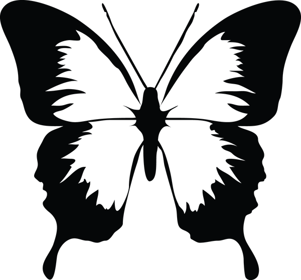 Butterfly 56