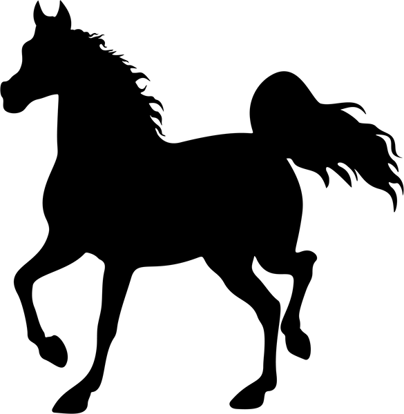 Horse 12