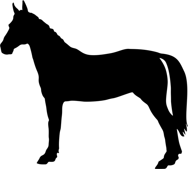 Horse 15