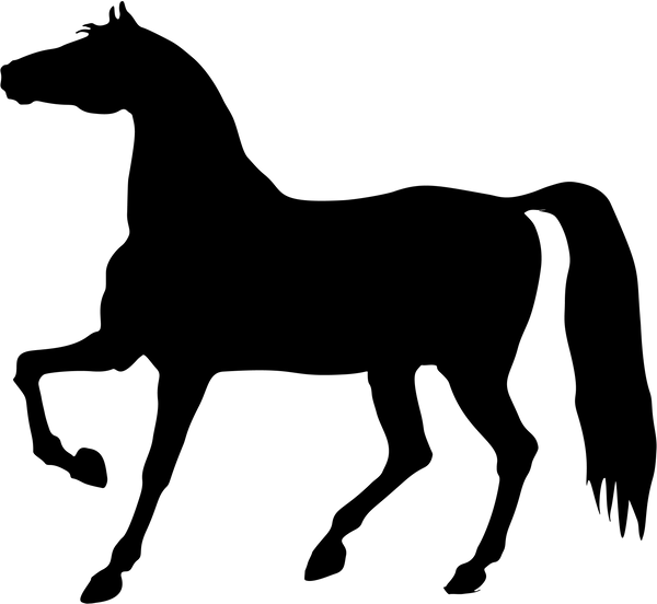 Horse 16