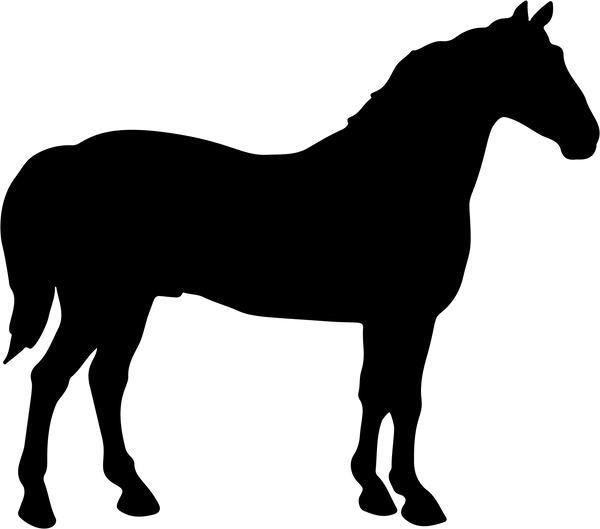 Horse 24